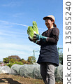 Senior woman harvesting Chinese cabbage 135855240