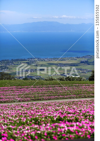 clump of torenia clump of torenia 135855502