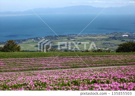 clump of torenia clump of torenia 135855503
