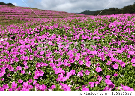 clump of torenia clump of torenia 135855558