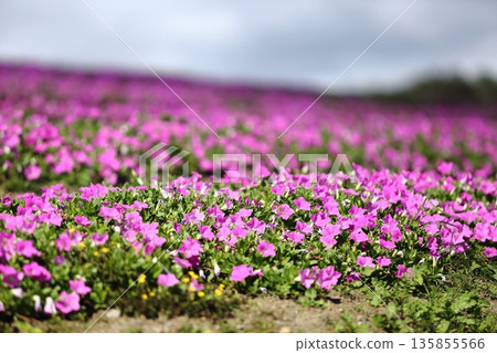clump of torenia clump of torenia 135855566