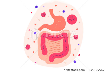 簡單易用的消化系統圖示，用於胃腸道健康管理和營養補充品介紹 135855567