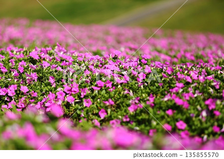 clump of torenia clump of torenia 135855570