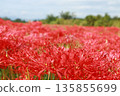 A cluster amaryllis that blooms on the bank 135855699
