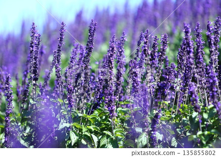 Cluster of blue salvia Cluster of blue salvia 135855802