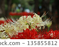 Red and white cluster amaryllis 135855812