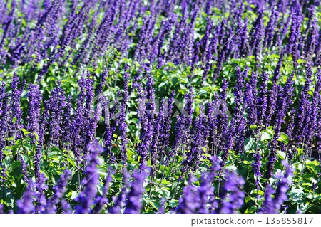 藍色salvia群 藍色salvia群 135855817