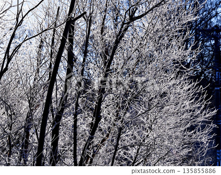 清裡町的樹木被冰雪覆蓋 135855886