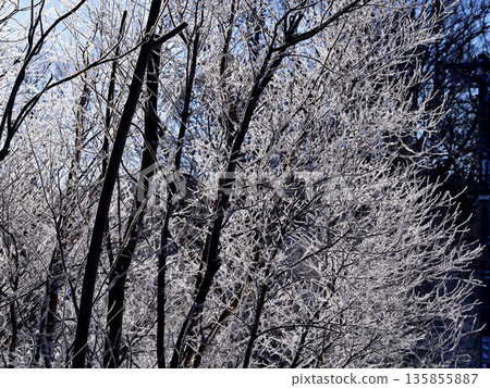 清裡町的樹木被冰雪覆蓋 135855887