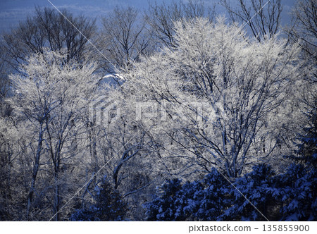 清裡町的樹木被冰雪覆蓋 清裡町的樹木被冰雪覆蓋 135855900