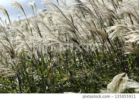 Japanese silver grass of Lake Biwa and Hakodateyama Japanese silver grass of Lake Biwa and Hakodateyama 135855911