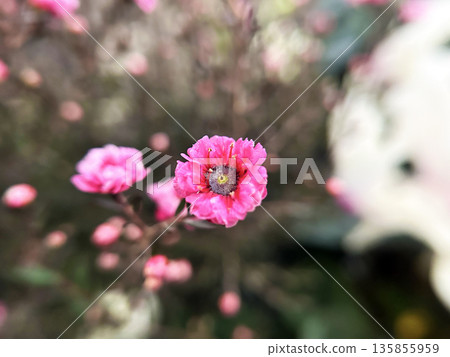 Close-up of Leptosperm 135855959