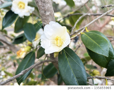 White sasanka White sasanka 135855965