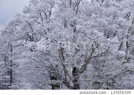 Early spring frost in Kiyosato 135856109