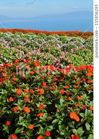 A cluster of SunPatiens A cluster of SunPatiens 135856293