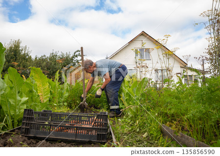 Elderly man digging soil in a vegetable garden, working with shovel near a white country house. Organic farming and rural life concept. Elderly man digging soil in a vegetable garden, working with shovel near a white country house. Organic farming and rural life concept. 135856590
