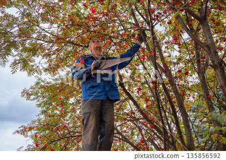 Senior man gardener pruning rowan tree branches with a hand saw during autumn, seasonal maintenance work for garden or park. farm worker 135856592