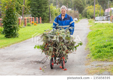 Senior man pushing a wheelbarrow full of trimmed rowan branches on a rural road. Seasonal yard work and gardening. Gardener, farmer, landowner Senior man pushing a wheelbarrow full of trimmed rowan branches on a rural road. Seasonal yard work and gardening. Gardener, farmer, landowner 135856595