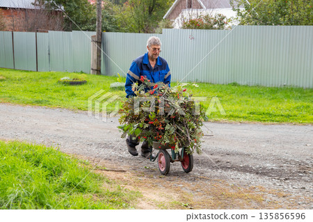 Senior man pushing a wheelbarrow full of trimmed rowan branches on a rural road. Seasonal yard work and gardening. Gardener, farmer, landowner Senior man pushing a wheelbarrow full of trimmed rowan branches on a rural road. Seasonal yard work and gardening. Gardener, farmer, landowner 135856596