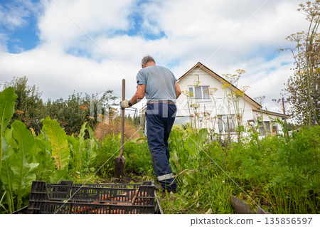Senior man digging up organic carrot from a garden bed with a shovel. Harvesting vegetable on a farm for natural healthy food or sustainable living concept. 135856597