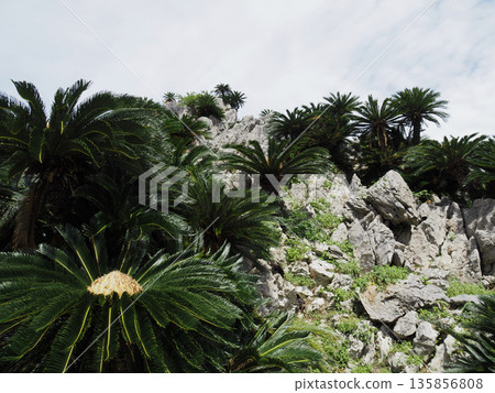 阿斯穆伊海克斯 135856808