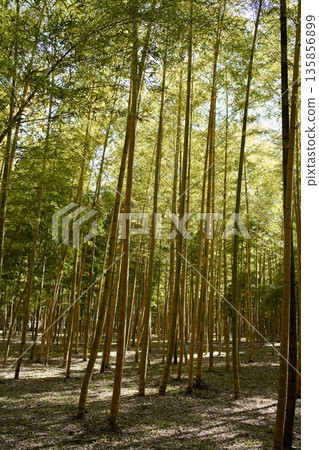 Scenery with bamboo grove Scenery with bamboo grove 135856899