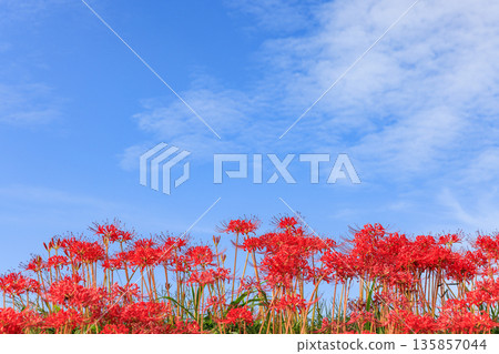 Autumn scenery of a village with blooming red spider lilies, Handa City, Aichi Prefecture Autumn scenery of a village with blooming red spider lilies, Handa City, Aichi Prefecture 135857044