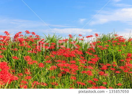 Autumn scenery of a village with blooming red spider lilies, Handa City, Aichi Prefecture Autumn scenery of a village with blooming red spider lilies, Handa City, Aichi Prefecture 135857050