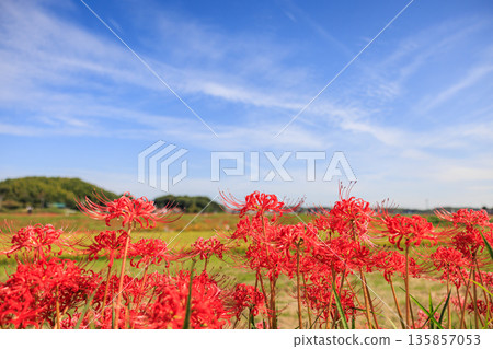 Autumn scenery of a village with blooming red spider lilies, Handa City, Aichi Prefecture 135857053