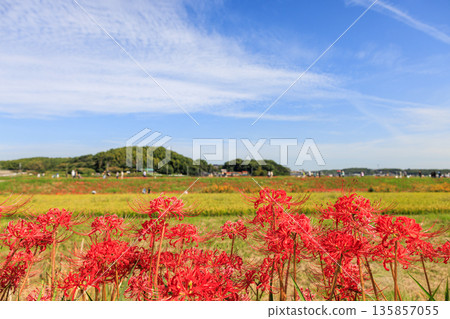 秋日景色，愛知縣半田市，村莊裡盛開著紅色的彼岸花。 135857055
