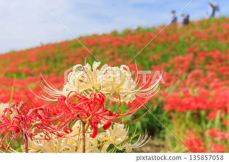 秋日景色,愛知縣半田市,村莊裡盛開著紅色的彼岸花。 秋日景色,愛知縣半田市,村莊裡盛開著紅色的彼岸花。 135857058