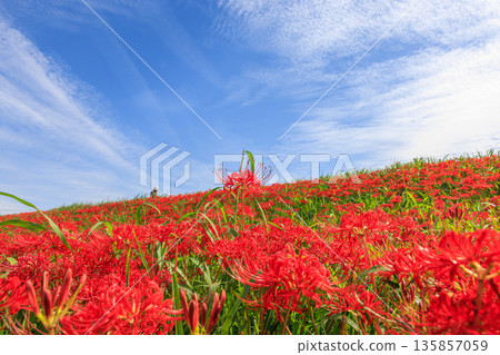 秋日景色,愛知縣半田市,村莊裡盛開著紅色的彼岸花。 秋日景色,愛知縣半田市,村莊裡盛開著紅色的彼岸花。 135857059