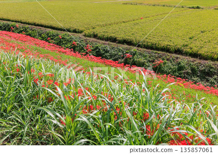Autumn scenery of a village with blooming red spider lilies, Handa City, Aichi Prefecture Autumn scenery of a village with blooming red spider lilies, Handa City, Aichi Prefecture 135857061