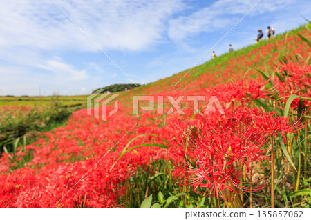 Autumn scenery of a village with blooming red spider lilies, Handa City, Aichi Prefecture 135857062