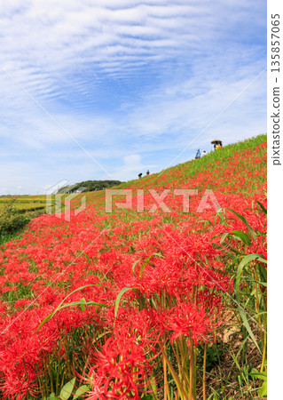Autumn scenery of a village with blooming red spider lilies, Handa City, Aichi Prefecture 135857065