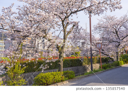 鴨川、祗園四條至清水五條的散步道上櫻花盛開 135857540