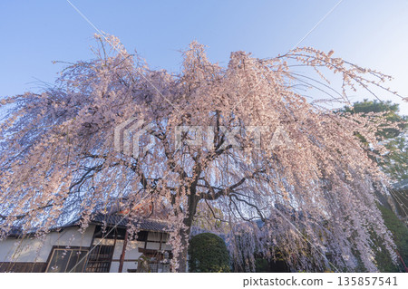 京都本滿寺春天的垂枝櫻花 京都本滿寺春天的垂枝櫻花 135857541