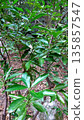 Euonymus japonicus tree 135857547