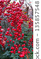 Red fruit 135857548