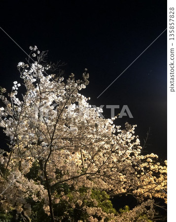 櫻花在晚上 櫻花在晚上 135857828