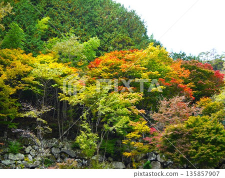 Autumn leaves starting to change color Autumn leaves starting to change color 135857907