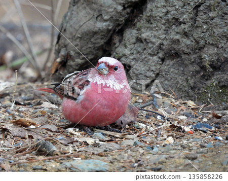 Freshwater fish 135858226