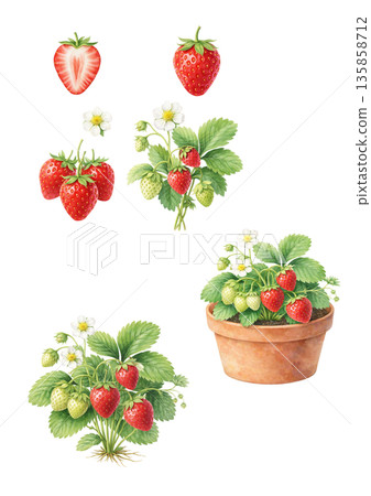 Fresh strawberry flowers and fruit illustration set 135858712