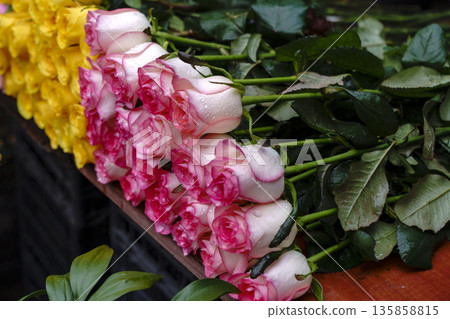 Roses Bundle of Fresh Red and White Flowers with Dew Drops. High quality photo Roses Bundle of Fresh Red and White Flowers with Dew Drops. High quality photo 135858815