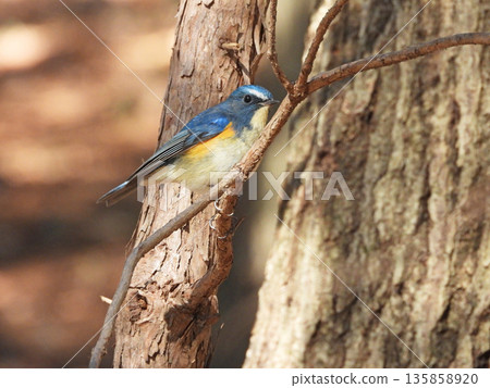 紅脅藍尾鴝 135858920