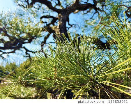 Young branches of Young branches of 135858951
