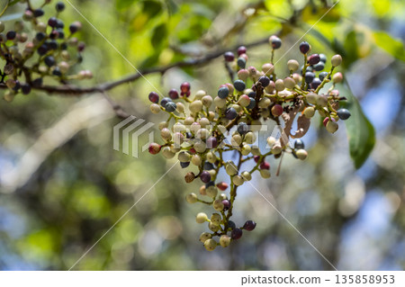 Cluster of berries in bright sunlight scene, Group of multicolored berries illuminated by sun with delicate leaf blur and warm hues Cluster of berries in bright sunlight scene, Group of multicolored berries illuminated by sun with delicate leaf blur and warm hues 135858953