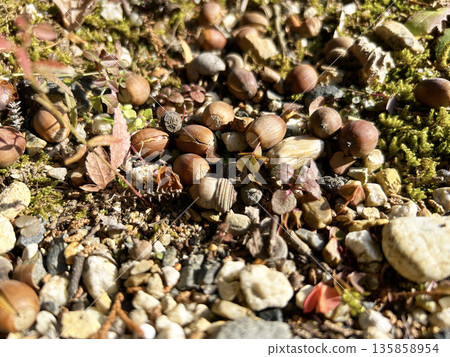 Acorn that fell to the ground 135858954