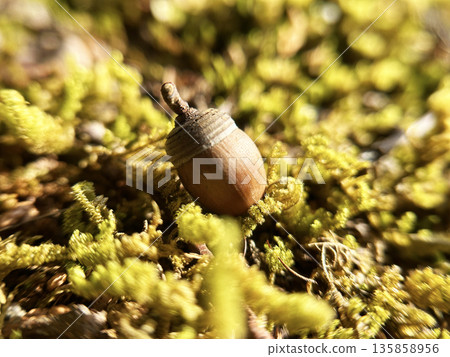 Acorn fell on moss 135858956