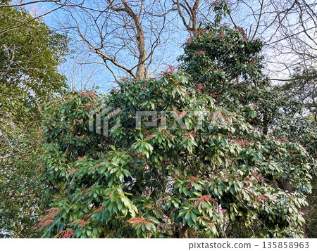 藍天與日本紅葉石楠 135858963